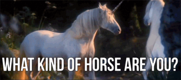 what kind of horse are you?